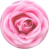 Rose All Day